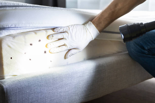 Best Termite Control Services  in The Dalles, OR